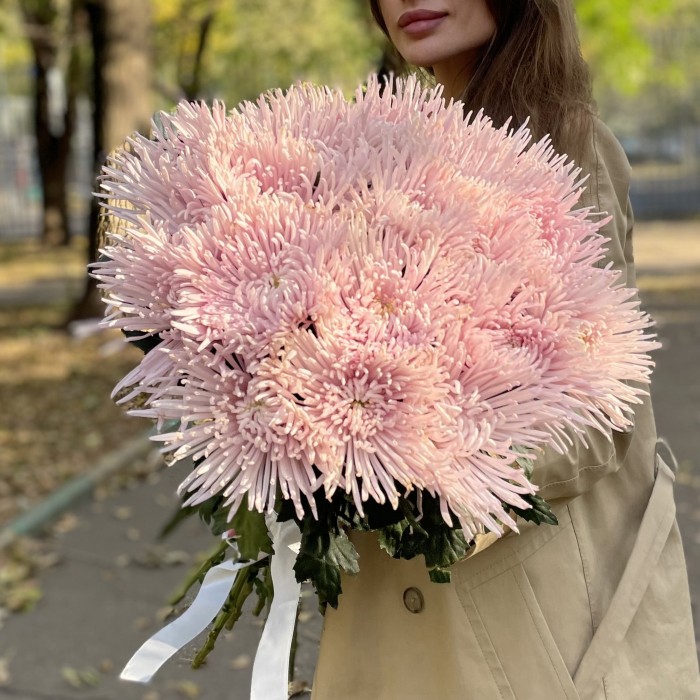 Хризантема  игольчатая сиреневая Каприоль